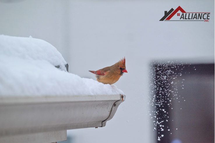 snow gutter bird